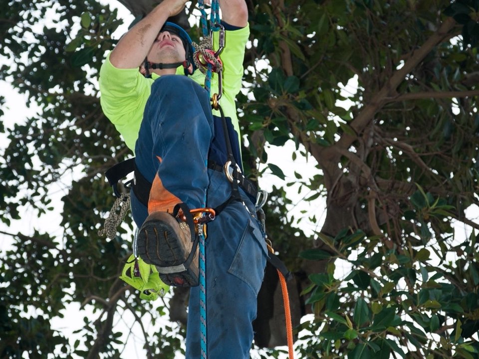 Qualified arborist working in a mature tree during a risk assessment in Torfaen