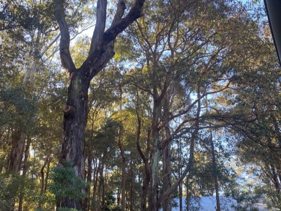 Mature trees in a Torfaen parkland setting due for routine re-inspection